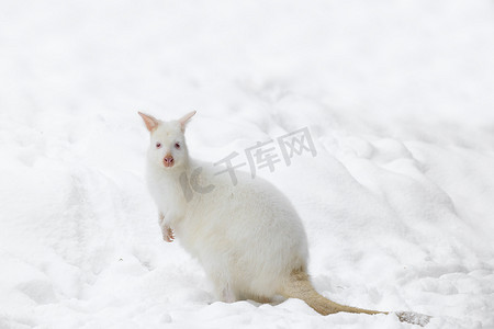 红颈袋鼠在多雪的冬天