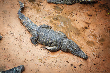 柬埔寨的大鳄鱼