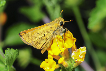 火爆兔肚摄影照片_加利福尼亚州卡马里奥的 Fiery Skipper 蛾 (Hylephila phyleus)