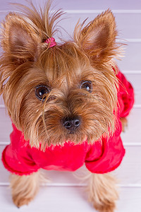 一只身穿红色工作服的约克夏犬
