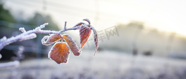 诉说烦恼摄影照片_冰雪覆盖的树叶诉说着冬天的来临