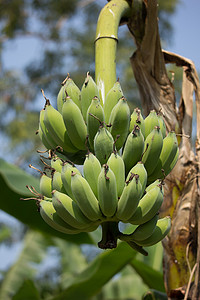 树上的绿香蕉，Pisang Awak 香蕉