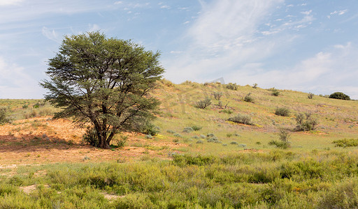 卡拉哈里摄影照片_卡拉哈里沙漠南非原野
