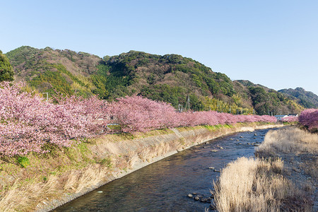 樱花树和河流