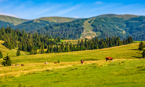 微缩景观摄影照片_几头牛在山坡草地上吃草
