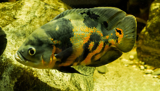 奥斯卡摄影照片_在水中游泳的特写老虎奥斯卡鱼，来自南美的热带宠物
