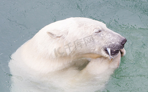 凶猛的鱼摄影照片_北极熊（冰熊）吃鱼的特写镜头