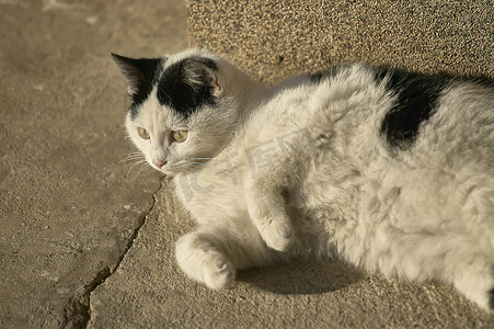 黑白猫咪摄影照片_黑色和白色的猫在休息。