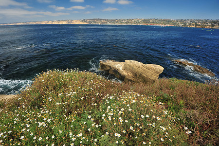 悬崖上的花摄影照片_沙滩上的野花