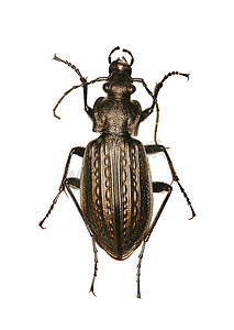 白色背景上的颗粒状地面甲虫 - Carabus granulatus（林奈，1758 年）