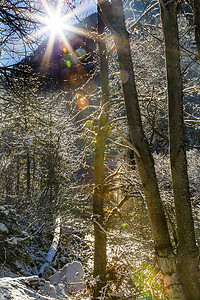 山口叶摄影照片_冬天 Leaves Snow 冰 太阳 Wenatchee River Valley Washington