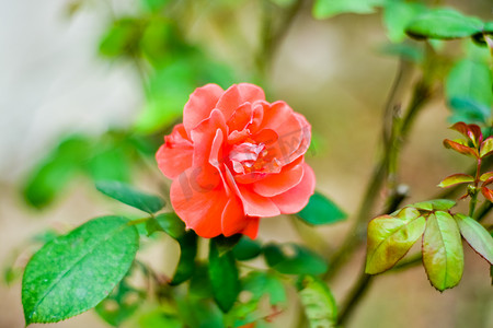 小玫瑰摄影照片_关闭在绿色分支的美丽的一朵红色玫瑰。
