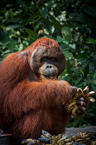 印度尼西亚婆罗洲的 Orang Utan alpha 雄性与香蕉
