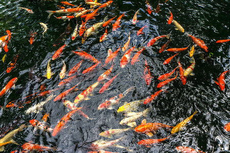 花式鲤鱼或称为锦鲤鱼在鲤鱼池塘里游泳。
