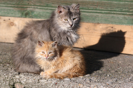两只猫：灰色和红色