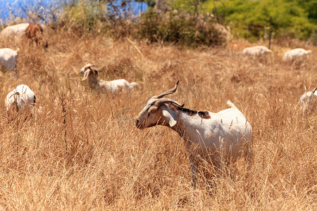 防火隔离带摄影照片_山羊聚集在山坡上吃干草