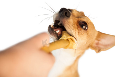 狗狗吃东西摄影照片_可爱的狗嚼骨头