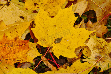 秋天落在地上的枫叶