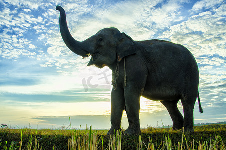 大象与人摄影照片_一头大象与蓝天