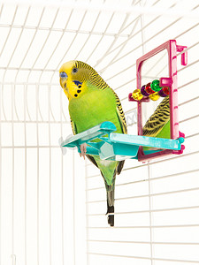 可爱的爱情鸟在鸟笼里，里面有五颜六色的玩具