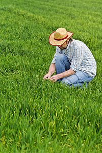 农民检查和控制年轻的小麦耕地