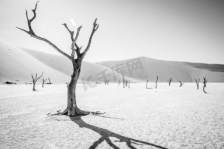 黑色和白色的树摄影照片_死树在黑色和白色的 Sossusvlei。