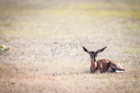 有袋类摄影照片_小跳羚躺在草地上。