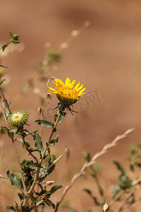 电花摄影照片_黄色电报花，Heterotheca grandiflora，在