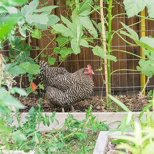 在美国得克萨斯州达拉斯附近的有机菜园里，自由放养的 Marans 养殖下蛋母鸡
