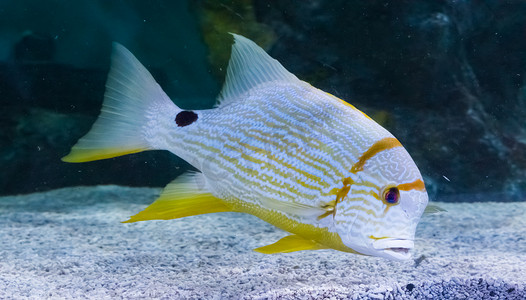 热带白色黄色条纹鱼，黑色斑点充满活力的彩色大鱼