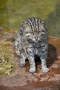 看着相机的湿渔猫肖像