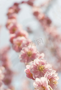 盛开的梅花摄影照片_粉色梅花