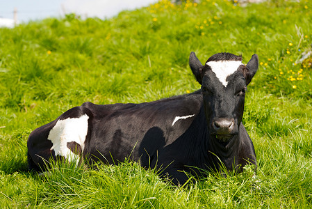 黑色和白色奶牛在绿色牧场上休息