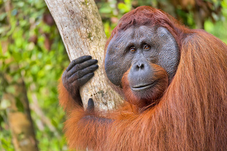 婆罗洲摄影照片_婆罗洲丹绒普亭国家公园的猩猩