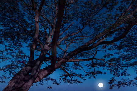 月亮的夜晚摄影照片_在树下的夜晚