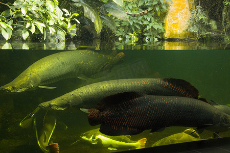 自负的摄影照片_水族馆里自负的鱼，鱼的特写肖像。