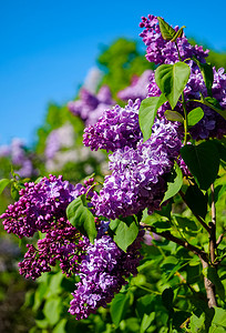 鲜花簇拥摄影照片_紫丁香枝，簇拥着茂盛的紫色花瓣和绿叶