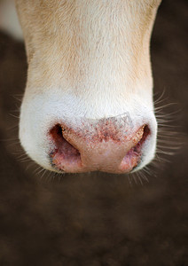 牛鼻子紧贴鼻头汗水。