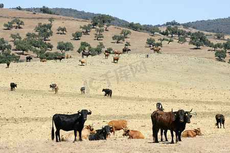 西班牙南部的公牛黑托罗