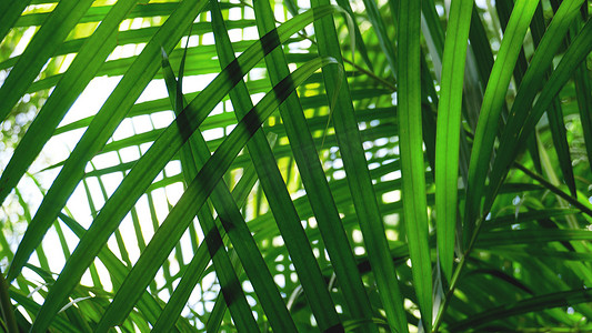 热带棕榈叶，花卉图案背景，真实照片