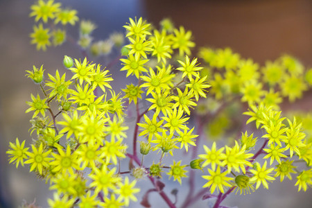 多肉植物照片摄影照片_多肉植物花卉宏观和特写照片，在蓝色和模糊的背景上。 