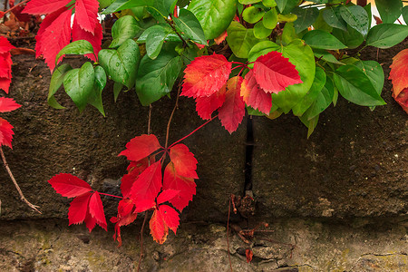 有红色和绿色叶子的植物在石墙上