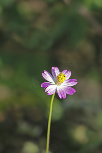宽叶子植物摄影照片_粉色波斯菊