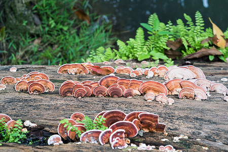 森林灵芝摄影照片_木材上蘑菇的特写镜头