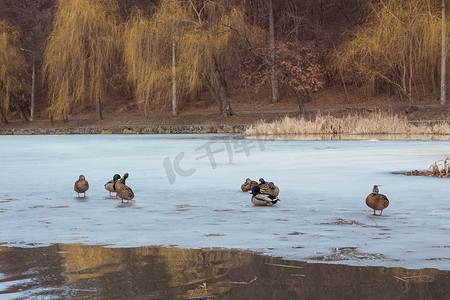 冰池塘摄影照片_带冰冻池塘和鸭群的冬季城市花园