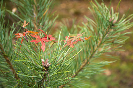 创意绿色树叶摄影照片_松树树苗叶子的创意秋天背景。