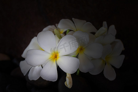 植物b摄影照片_深色 b 上聚焦的鸡蛋花或鸡蛋花白色和黄色花