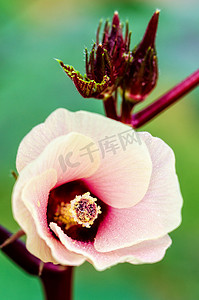 玫瑰茄摄影照片_牙买加酢浆草或木槿 Sabdariffa 花