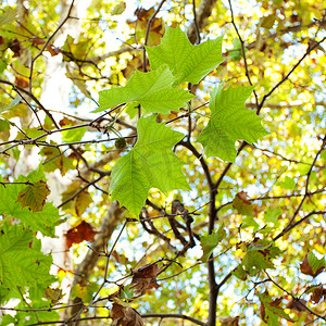 梧桐树叶子摄影照片_梧桐树的叶子在阳光下