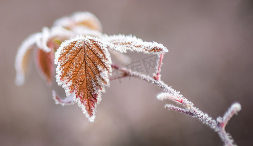 冰雪覆盖的树叶诉说着冬天的来临